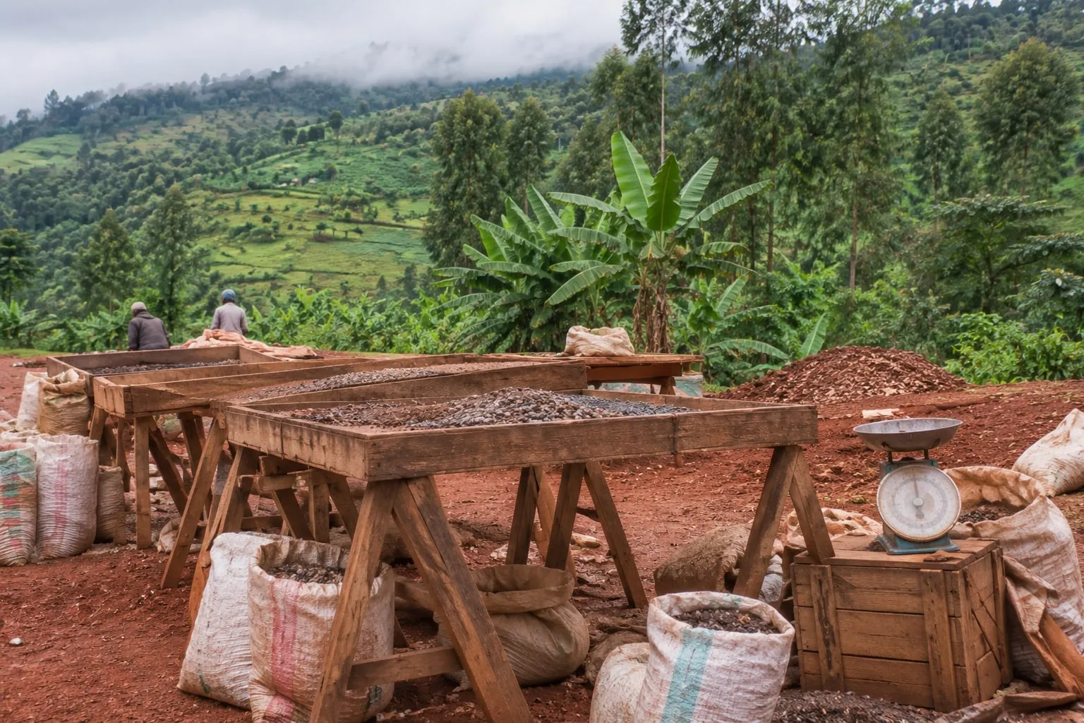 Illustrative visualisation: an open-air sorting yard on red earth with raised wooden screening tables, filled sacks stacked along the edge and a dial scale on a crate, cultivated hills behind