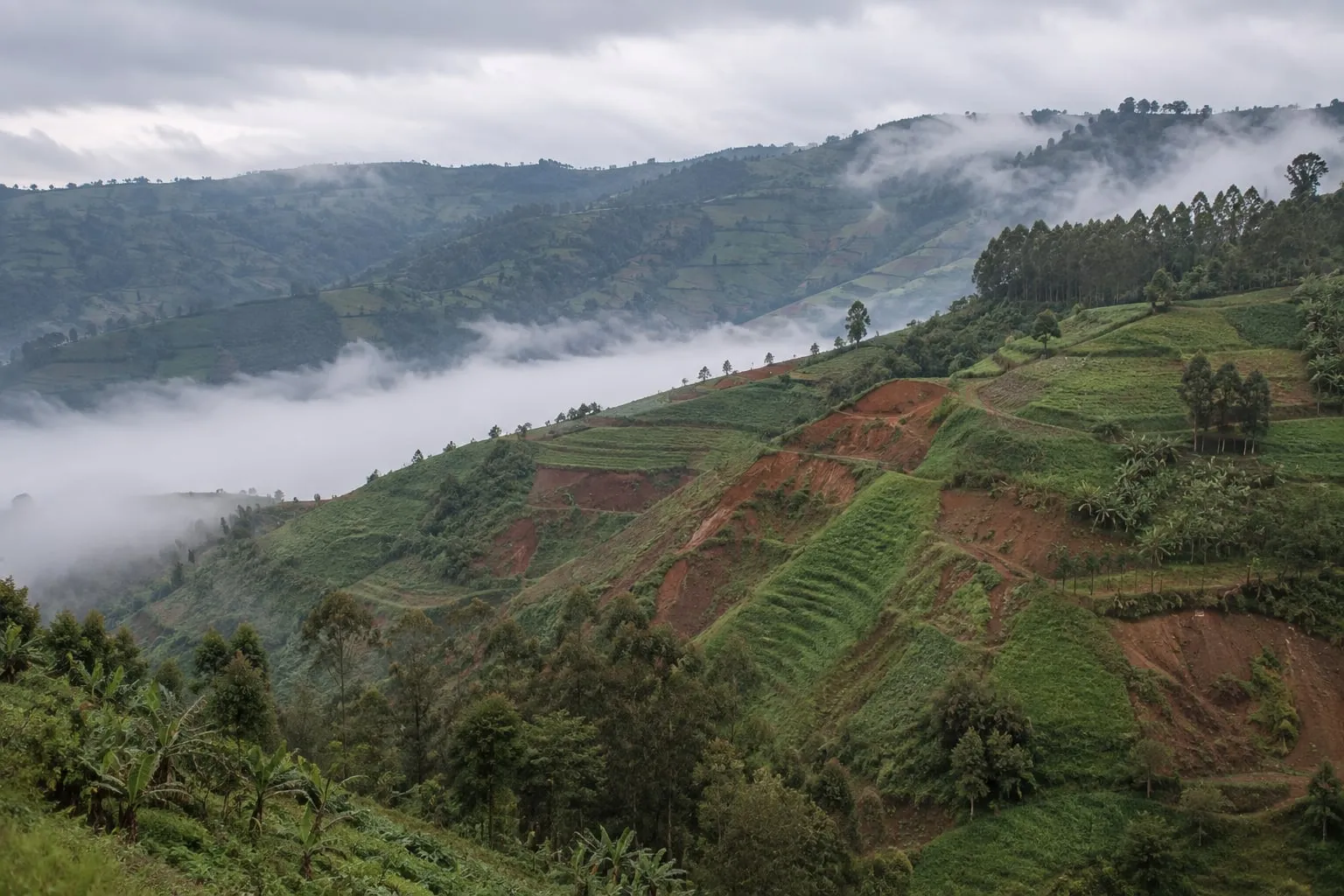 Illustrative visualisation: terraced smallholdings on steep green hillsides in the Kisii–Nyamira highlands, cloud lying in the valley below the ridge line
